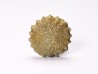 Corail bouton: Palaeocyclus porpita - Silurien - Lickershamn - Gotland, SUEDE