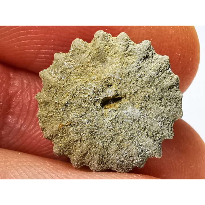 Corail bouton: Palaeocyclus porpita - Silurien - Lickershamn - Gotland, SUEDE