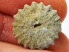 Button coral: Palaeocyclus porpita - Silurian - Lickershamn, Gotland, SWEDEN