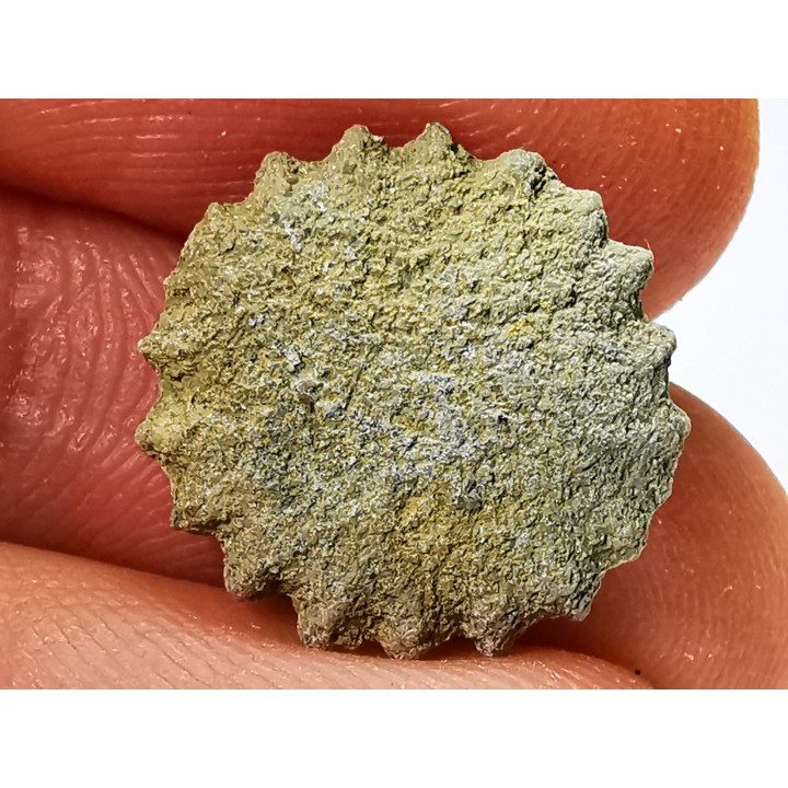 Corail bouton: Palaeocyclus porpita - Silurien - Lickershamn - Gotland, SUEDE