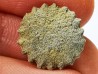 Button coral: Palaeocyclus porpita - Silurian - Lickershamn, Gotland, SWEDEN