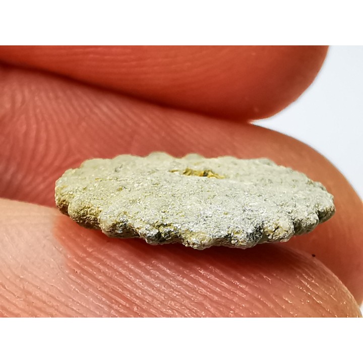 Button coral: Palaeocyclus porpita - Silurian - Lickershamn, Gotland, SWEDEN
