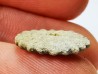 Button coral: Palaeocyclus porpita - Silurian - Lickershamn, Gotland, SWEDEN
