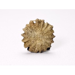 Corail bouton: Palaeocyclus porpita - Silurien - Lickershamn - Gotland, SUEDE