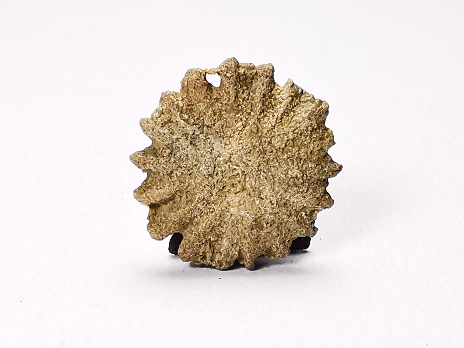 Corail bouton: Palaeocyclus porpita - Silurien - Lickershamn - Gotland, SUEDE