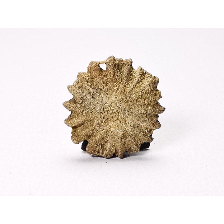 Corail bouton: Palaeocyclus porpita - Silurien - Lickershamn - Gotland, SUEDE