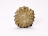 Corail bouton: Palaeocyclus porpita - Silurien - Lickershamn - Gotland, SUEDE