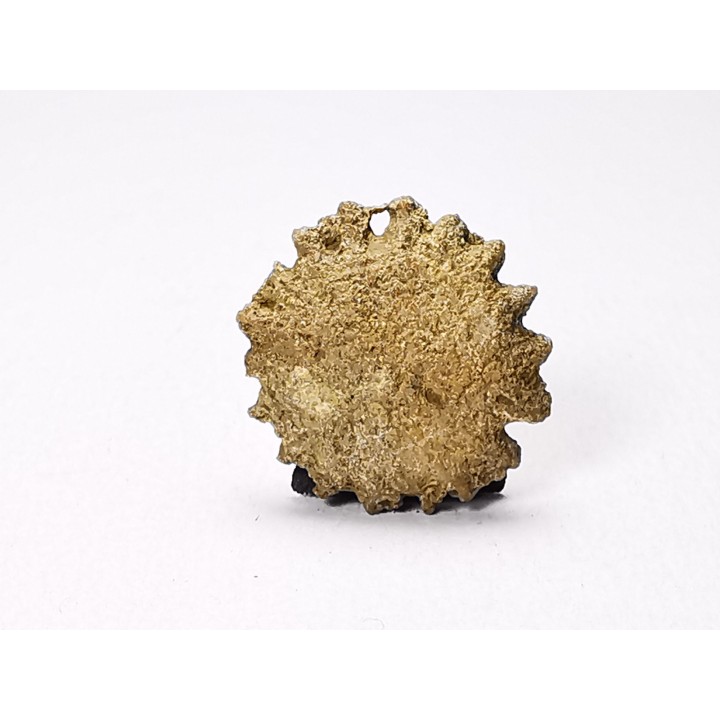 Corail bouton: Palaeocyclus porpita - Silurien - Lickershamn - Gotland, SUEDE