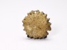 Button coral: Palaeocyclus porpita - Silurian - Lickershamn, Gotland, SWEDEN