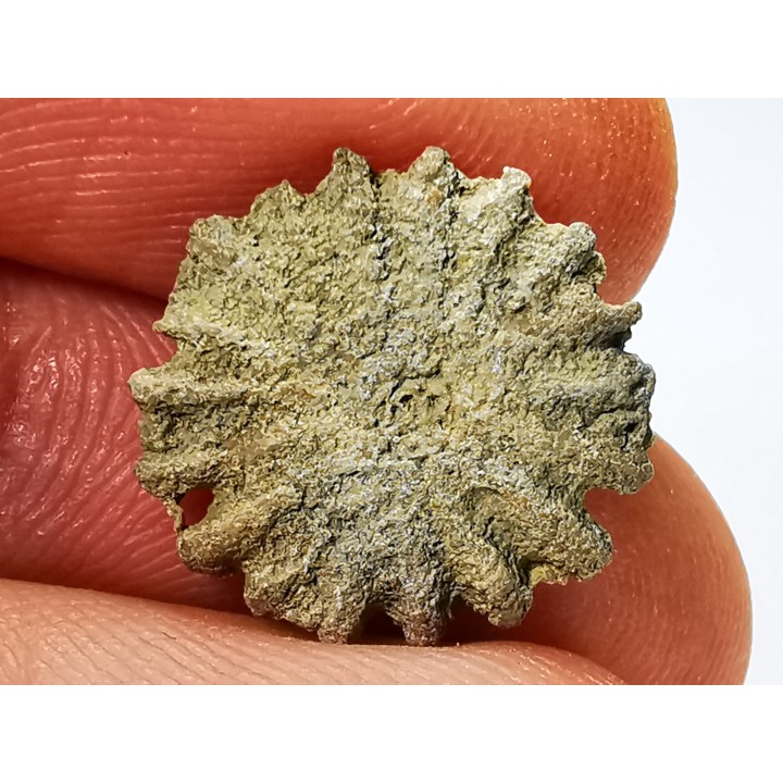 Corail bouton: Palaeocyclus porpita - Silurien - Lickershamn - Gotland, SUEDE
