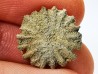Corail bouton: Palaeocyclus porpita - Silurien - Lickershamn - Gotland, SUEDE