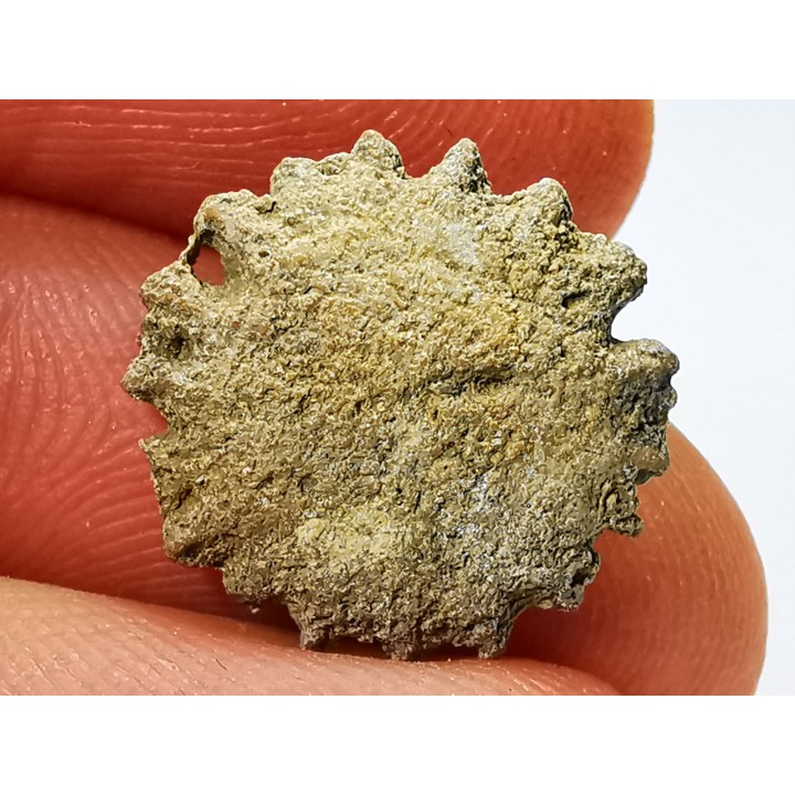 Button coral: Palaeocyclus porpita - Silurian - Lickershamn, Gotland, SWEDEN