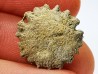 Corail bouton: Palaeocyclus porpita - Silurien - Lickershamn - Gotland, SUEDE