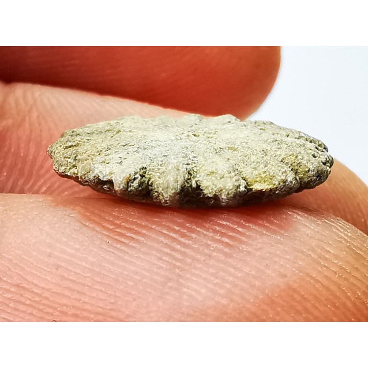 Corail bouton: Palaeocyclus porpita - Silurien - Lickershamn - Gotland, SUEDE