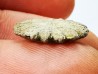Button coral: Palaeocyclus porpita - Silurian - Lickershamn, Gotland, SWEDEN