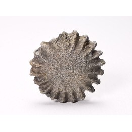 Corail bouton: Palaeocyclus porpita - Silurien - Lickershamn - Gotland, SUEDE