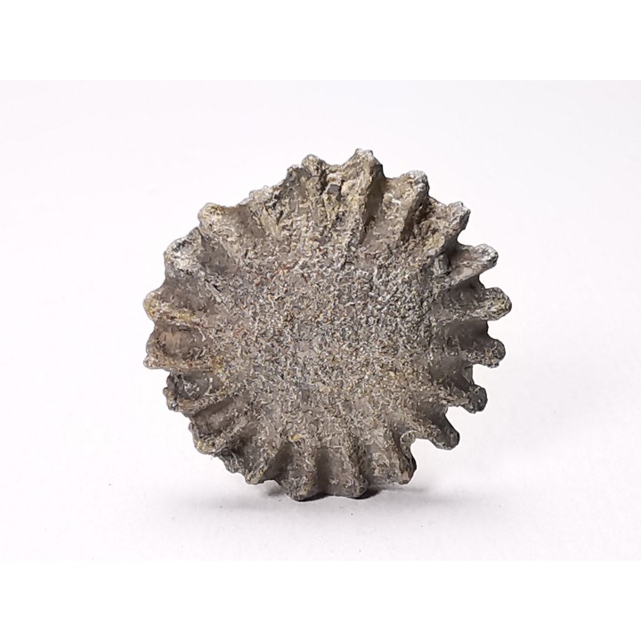 Button coral: Palaeocyclus porpita - Silurian - Lickershamn, Gotland, SWEDEN