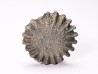 Button coral: Palaeocyclus porpita - Silurian - Lickershamn, Gotland, SWEDEN
