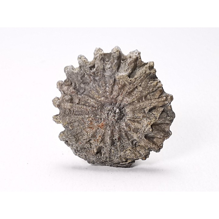 Button coral: Palaeocyclus porpita - Silurian - Lickershamn, Gotland, SWEDEN