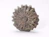 Corail bouton: Palaeocyclus porpita - Silurien - Lickershamn - Gotland, SUEDE