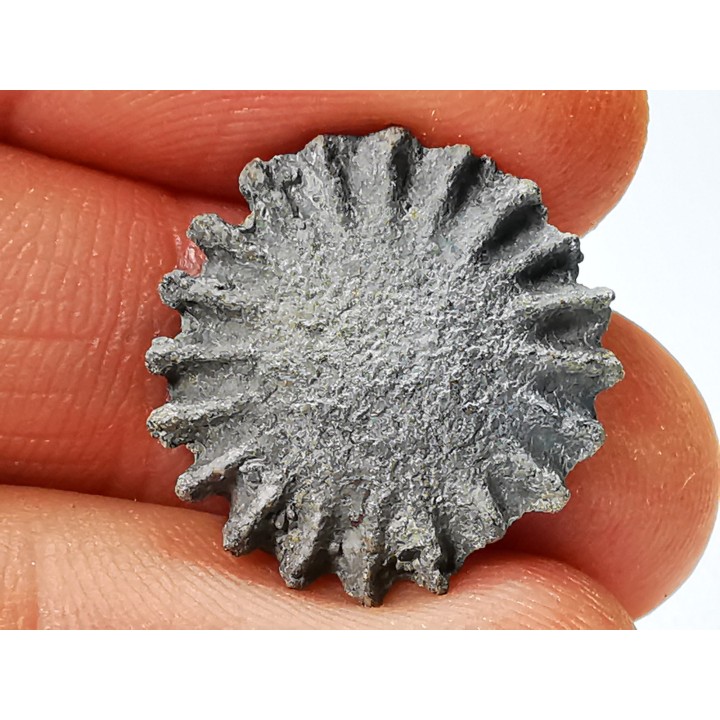 Button coral: Palaeocyclus porpita - Silurian - Lickershamn, Gotland, SWEDEN