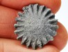 Corail bouton: Palaeocyclus porpita - Silurien - Lickershamn - Gotland, SUEDE