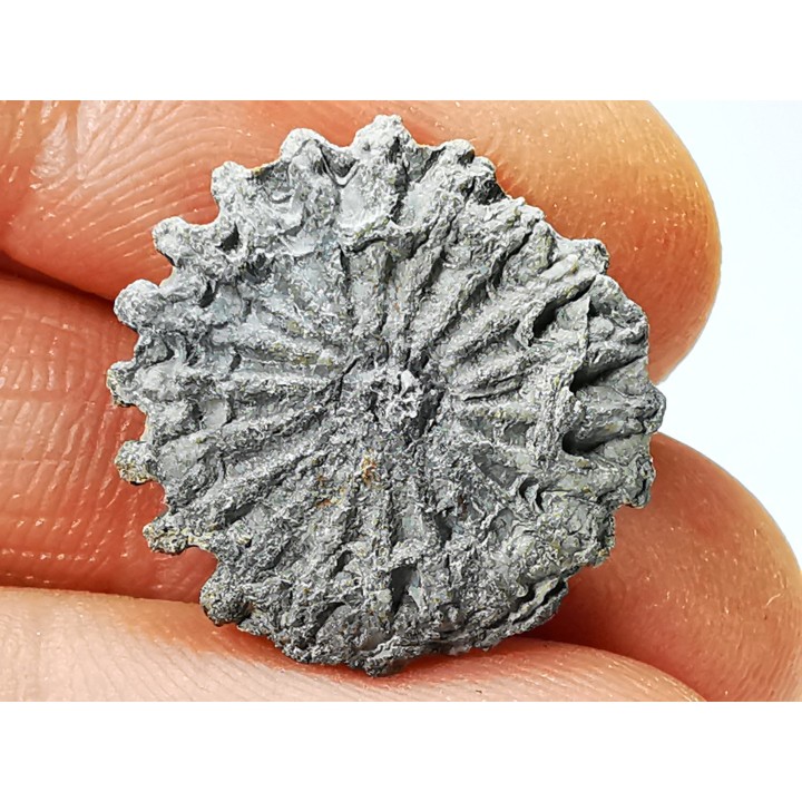 Corail bouton: Palaeocyclus porpita - Silurien - Lickershamn - Gotland, SUEDE
