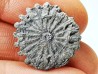 Button coral: Palaeocyclus porpita - Silurian - Lickershamn, Gotland, SWEDEN