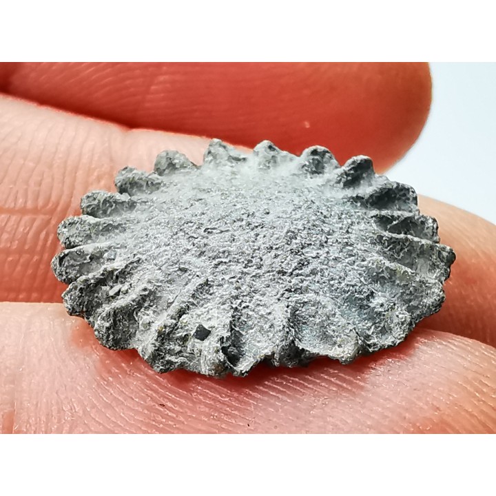 Corail bouton: Palaeocyclus porpita - Silurien - Lickershamn - Gotland, SUEDE
