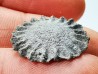 Button coral: Palaeocyclus porpita - Silurian - Lickershamn, Gotland, SWEDEN
