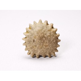 Corail bouton: Palaeocyclus porpita - Silurien - Lickershamn - Gotland, SUEDE