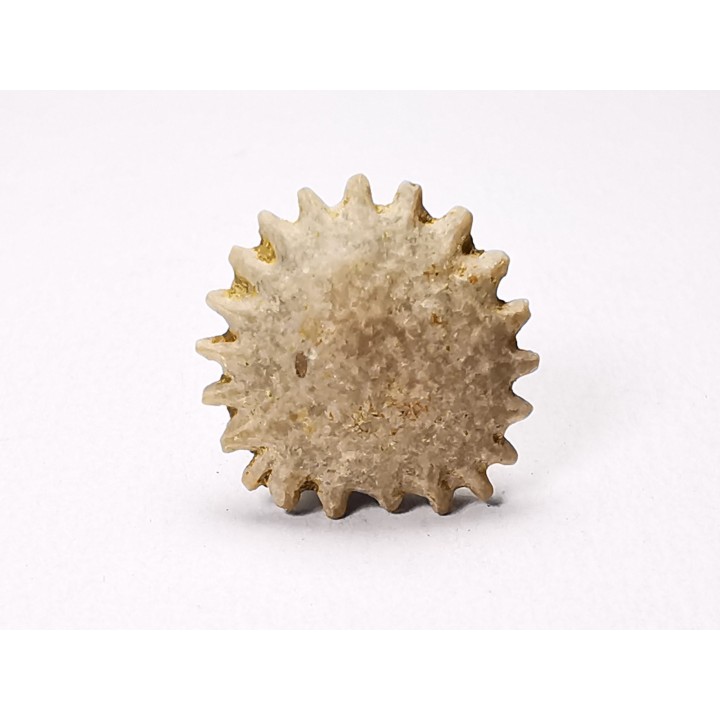 Button coral: Palaeocyclus porpita - Silurian - Lickershamn, Gotland, SWEDEN