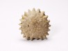 Corail bouton: Palaeocyclus porpita - Silurien - Lickershamn - Gotland, SUEDE