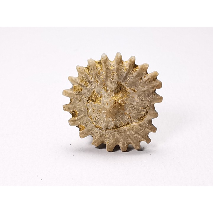 Corail bouton: Palaeocyclus porpita - Silurien - Lickershamn - Gotland, SUEDE