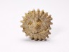 Button coral: Palaeocyclus porpita - Silurian - Lickershamn, Gotland, SWEDEN