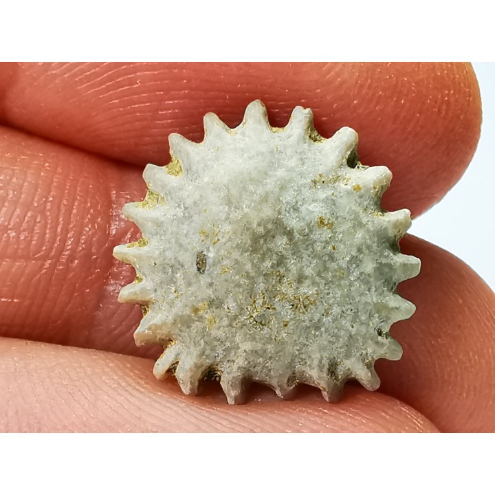 Button coral: Palaeocyclus porpita - Silurian - Lickershamn, Gotland, SWEDEN