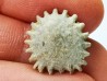 Button coral: Palaeocyclus porpita - Silurian - Lickershamn, Gotland, SWEDEN