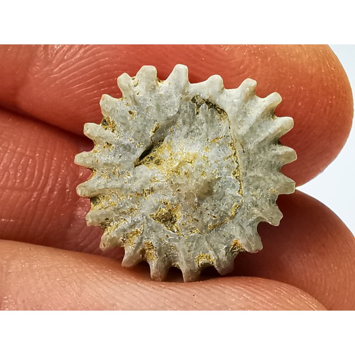 Corail bouton: Palaeocyclus porpita - Silurien - Lickershamn - Gotland, SUEDE
