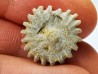 Button coral: Palaeocyclus porpita - Silurian - Lickershamn, Gotland, SWEDEN
