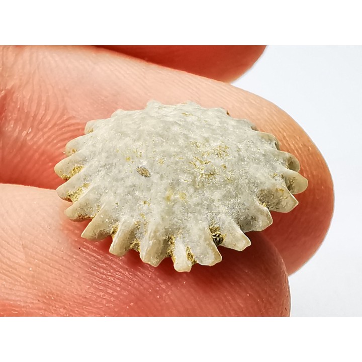 Button coral: Palaeocyclus porpita - Silurian - Lickershamn, Gotland, SWEDEN