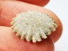 Button coral: Palaeocyclus porpita - Silurian - Lickershamn, Gotland, SWEDEN
