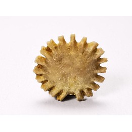 Button coral: Palaeocyclus porpita - Silurian - Lickershamn, Gotland, SWEDEN