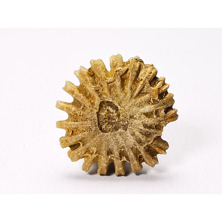 Corail bouton: Palaeocyclus porpita - Silurien - Lickershamn - Gotland, SUEDE