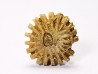 Button coral: Palaeocyclus porpita - Silurian - Lickershamn, Gotland, SWEDEN