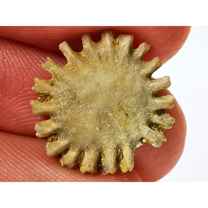 Corail bouton: Palaeocyclus porpita - Silurien - Lickershamn - Gotland, SUEDE
