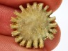 Button coral: Palaeocyclus porpita - Silurian - Lickershamn, Gotland, SWEDEN