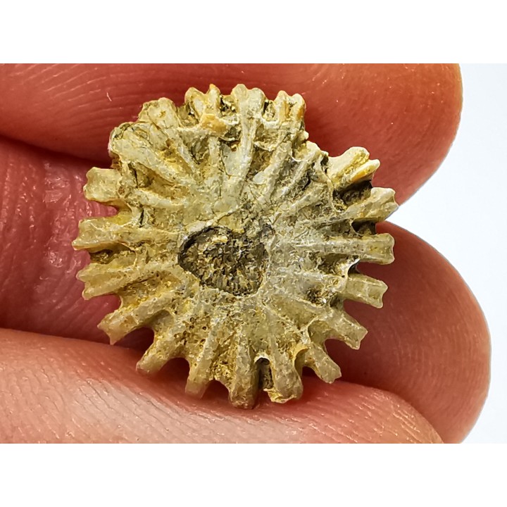 Button coral: Palaeocyclus porpita - Silurian - Lickershamn, Gotland, SWEDEN