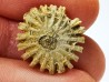Corail bouton: Palaeocyclus porpita - Silurien - Lickershamn - Gotland, SUEDE