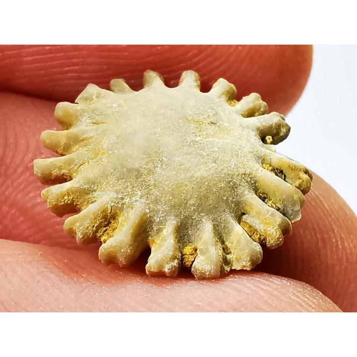 Button coral: Palaeocyclus porpita - Silurian - Lickershamn, Gotland, SWEDEN