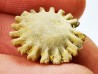 Corail bouton: Palaeocyclus porpita - Silurien - Lickershamn - Gotland, SUEDE